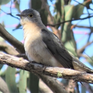 Cacomantis flabelliformis at Carwoola, NSW - 15 Sep 2018