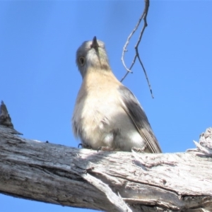 Cacomantis flabelliformis at Carwoola, NSW - 15 Sep 2018