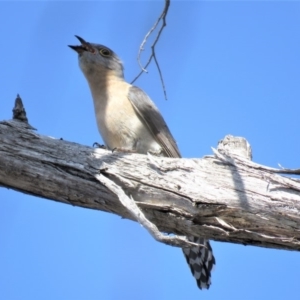 Cacomantis flabelliformis at Carwoola, NSW - 15 Sep 2018