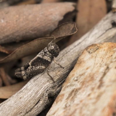 Brachyexarna lobipennis (Stripewinged meadow grasshopper) at Bruce, ACT - 15 Sep 2018 by AlisonMilton