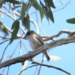 Melithreptus brevirostris (Brown-headed Honeyeater) at Stony Creek Nature Reserve - 15 Sep 2018 by KumikoCallaway