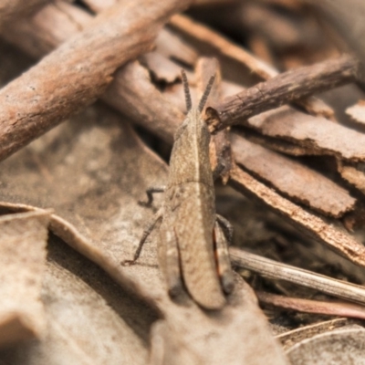 Goniaea sp. (genus) (A gumleaf grasshopper) at Bruce, ACT - 15 Sep 2018 by AlisonMilton