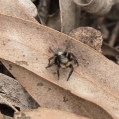 Salticidae sp. 'Golden palps' at Bruce, ACT - 15 Sep 2018