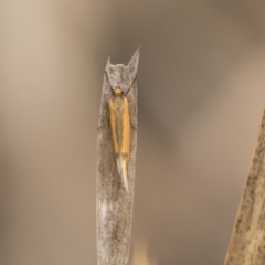 Philobota undescribed species near arabella (A concealer moth) at Gossan Hill - 15 Sep 2018 by Alison Milton