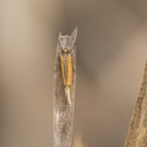 Philobota undescribed species near arabella at Bruce, ACT - 15 Sep 2018 02:11 PM