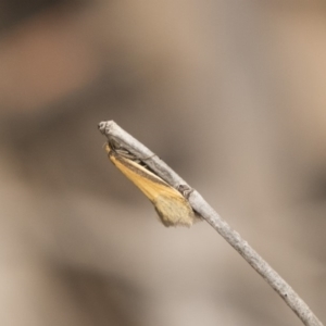 Philobota undescribed species near arabella at Bruce, ACT - 15 Sep 2018 02:11 PM