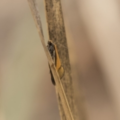 Philobota undescribed species near arabella at Bruce, ACT - 15 Sep 2018 02:11 PM