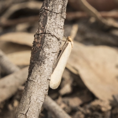 Philobota mathematica group undescribed species. (A concealer moth) at Gossan Hill - 15 Sep 2018 by Alison Milton