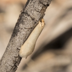 Philobota mathematica group undescribed species. at Bruce, ACT - 15 Sep 2018 11:31 AM