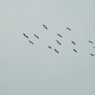 Threskiornis spinicollis (Straw-necked Ibis) at Fyshwick, ACT - 15 Sep 2018 by RodDeb