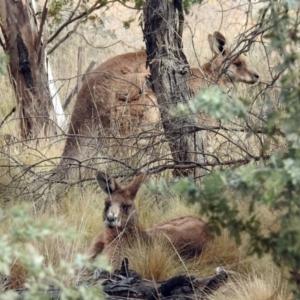 Macropus giganteus at Fyshwick, ACT - 15 Sep 2018