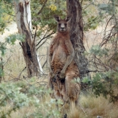 Macropus giganteus at Fyshwick, ACT - 15 Sep 2018 11:52 AM