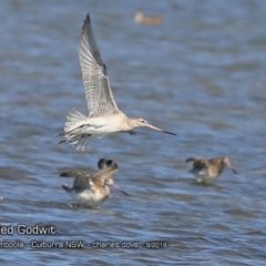 Limosa lapponica (Bar-tailed Godwit) at Jervis Bay National Park - 11 Sep 2018 by Charles Dove