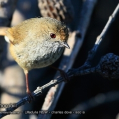 Acanthiza pusilla (Brown Thornbill) at South Pacific Heathland Reserve - 11 Sep 2018 by CharlesDove