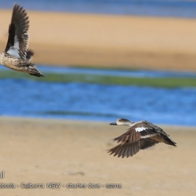 Anas gracilis (Grey Teal) at Jervis Bay National Park - 12 Sep 2018 by CharlesDove