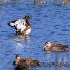 Aythya australis (Hardhead) at Burrill Lake, NSW - 13 Sep 2018 by Charles Dove