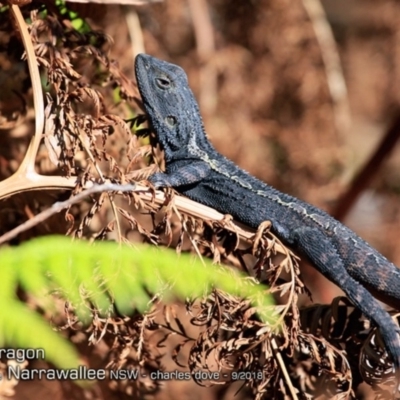 Amphibolurus muricatus (Jacky Lizard) at Garrads Reserve Narrawallee - 13 Sep 2018 by CharlesDove