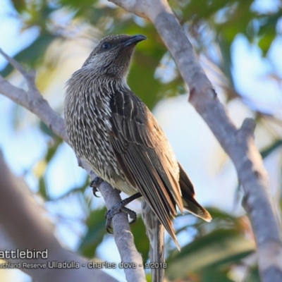 Anthochaera chrysoptera (Little Wattlebird) at South Pacific Heathland Reserve - 12 Sep 2018 by CharlesDove