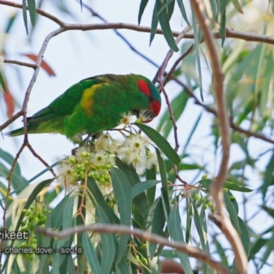 Glossopsitta concinna (Musk Lorikeet) at Undefined - 10 Sep 2018 by Charles Dove