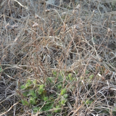 Leptorhynchos squamatus (Scaly Buttons) at Molonglo River Reserve - 11 Sep 2018 by michaelb