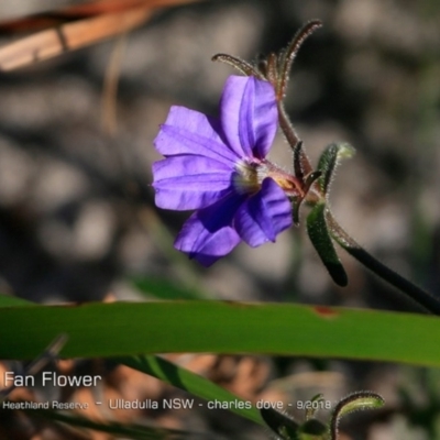 Dampiera sp. at South Pacific Heathland Reserve - 12 Sep 2018 by Charles Dove