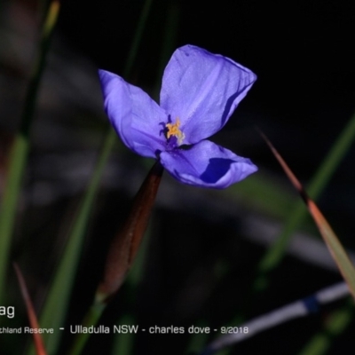 Patersonia (genus) at South Pacific Heathland Reserve - 13 Sep 2018 by CharlesDove