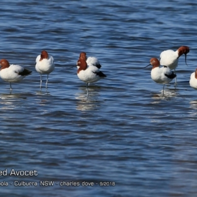 Recurvirostra novaehollandiae (Red-necked Avocet) at Jervis Bay National Park - 12 Sep 2018 by CharlesDove