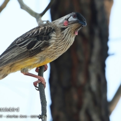 Anthochaera carunculata (Red Wattlebird) at Undefined - 4 Sep 2018 by CharlesDove