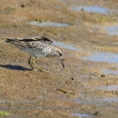 Calidris acuminata (Sharp-tailed Sandpiper) at Jervis Bay National Park - 13 Sep 2018 by Charles Dove