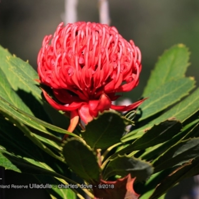 Telopea speciosissima (NSW Waratah) at South Pacific Heathland Reserve - 13 Sep 2018 by CharlesDove