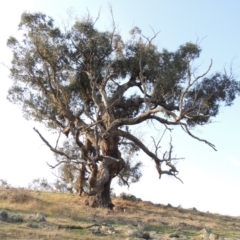 Eucalyptus bridgesiana (Apple Box) at Molonglo River Reserve - 11 Sep 2018 by MichaelBedingfield