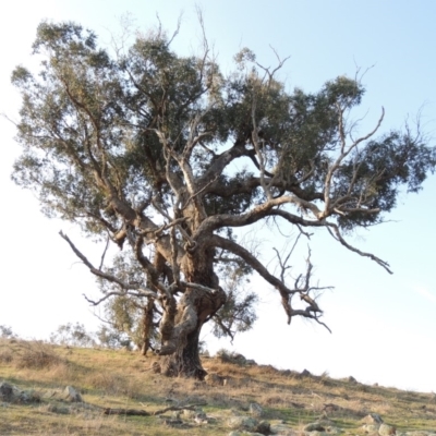 Eucalyptus bridgesiana (Apple Box) at Molonglo River Reserve - 11 Sep 2018 by MichaelBedingfield