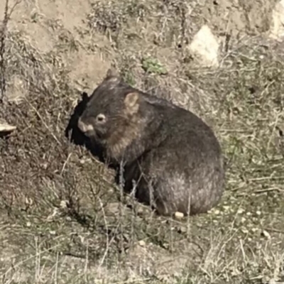 Vombatus ursinus (Bare-nosed Wombat) at Bungendore, NSW - 16 Sep 2018 by yellowboxwoodland
