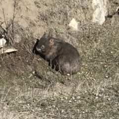 Vombatus ursinus at Bungendore, NSW - 16 Sep 2018