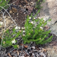 Asperula conferta (Common Woodruff) at Griffith, ACT - 15 Sep 2018 by ianandlibby1