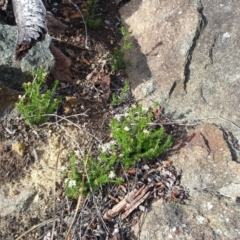 Asperula conferta at Griffith, ACT - 15 Sep 2018 12:00 AM