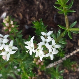 Asperula conferta at Griffith, ACT - 15 Sep 2018