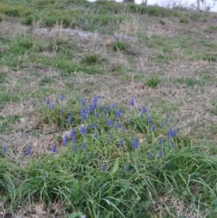 Muscari armeniacum (Grape Hyacinth) at Griffith, ACT - 15 Sep 2018 by ianandlibby1