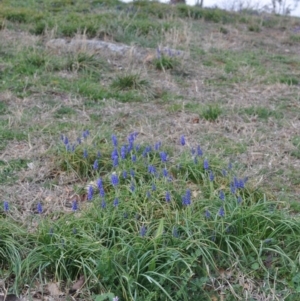 Muscari armeniacum at Griffith, ACT - 15 Sep 2018 05:32 PM