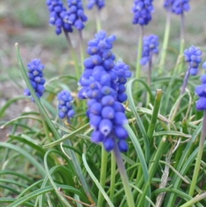 Muscari armeniacum at Griffith, ACT - 15 Sep 2018 05:32 PM