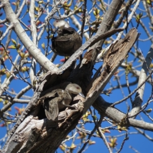 Anas gracilis at Campbell, ACT - 16 Sep 2018 08:58 AM