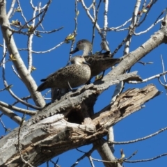 Anas gracilis at Campbell, ACT - 16 Sep 2018 08:58 AM