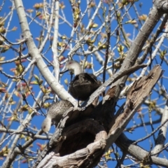 Anas gracilis at Campbell, ACT - 16 Sep 2018 08:58 AM