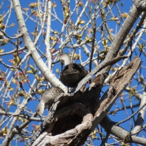 Anas gracilis at Campbell, ACT - 16 Sep 2018 08:58 AM