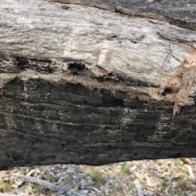 Papyrius nitidus (Shining Coconut Ant) at Red Hill, ACT - 8 Sep 2018 by Ratcliffe