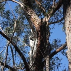 Native tree with hollow(s) (Native tree with hollow(s)) at Mogo State Forest - 15 Sep 2018 by nickhopkins