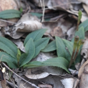 Chiloglottis trapeziformis at Gundaroo, NSW - 16 Sep 2018