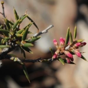 Lissanthe strigosa subsp. subulata at Gundaroo, NSW - 16 Sep 2018