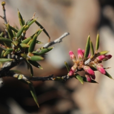 Lissanthe strigosa subsp. subulata (Peach Heath) at MTR591 at Gundaroo - 16 Sep 2018 by MaartjeSevenster