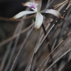 Caladenia ustulata (Brown Caps) at Gundaroo, NSW - 16 Sep 2018 by MaartjeSevenster